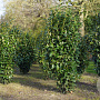 Prunus l. 'Greentorch' 200-250 cm draadkluit struik