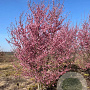 Prunus 'Okame' 250-300 cm draadkluit meerstammig