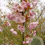 Prunus ser. 'Hokusai' 16-18 HO draadkluit