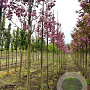 Prunus ser. 'Royal Burgundy' 8-10 HO draadkluit