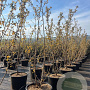 Prunus ser. 'Ukon' 175-200 cm 40L meerstammig