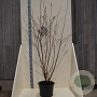 Prunus subh. 'Autumnalis' 150-175 cm 20L meerstammig