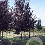 Prunus virginiana 'Canada Red' 16-18 HO draadkluit