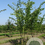 Prunus yedoensis 600-700 cm draadkluit meerstammig