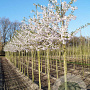 Prunus yedoensis 12-14 HO draadkluit