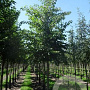 Prunus yedoensis 18-20 HO draadkluit 250 cm stam