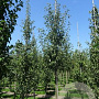 Pyrus c. 'Bonne Louise d'Avranches' 16-18HA draadkluit 3 X verplant