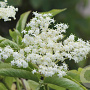 Sambucus nigra 'Korsør' 150-175 cm draadkluit struik