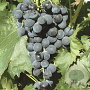 Vitis 'Muscat Bleu' 150-175 cm vierkant rond 5,5L
