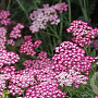 Achillea m. 'Red Beauty' GM P9