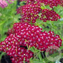 Achillea m. 'Summerwine' GM P9