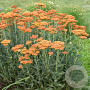 Achillea 'Sassy Summer Sunset' GM P9