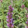Agastache 'Ayala' GM P9