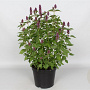 Agastache Beelicious Purple GM P9