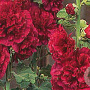 Alcea r. 'Charters Rot' GM P9