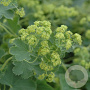 Alchemilla sericata 'Gold Strike' GM P9