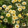 Anthemis 'Susanna Mitchell' GM P9