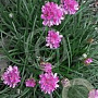 Armeria maritima GM 2,0L