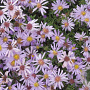 Aster (D) 'Blauer Zwerg' GM P9