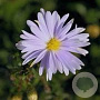 Aster n.-b. 'Brigitte' GM P9