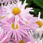 Aster n.-b. 'Fellowship' GM P9