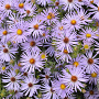 Aster oblong. 'Raydon's Favorite' GM P9