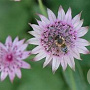 Astrantia maj. 'Pink Promise' GM P9