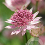 Astrantia maj. 'Roma' GM P9