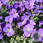 Aubrieta gr. 'Kitte' GM P9