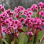 Bergenia 'Flirt' GM P9