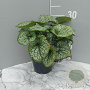 Brunnera macr. 'Jack Frost' GM 2,0L