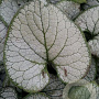 Brunnera macr. 'Silver Heart' GM P9