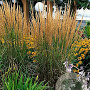 Calamagrostis acut. 'Karl Foerster' GM P9