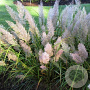 Calamagrostis brachytricha 'Mona' GM P9