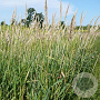Calamagrostis canadensis GM P9