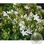 Campanula posch. 'Nana Alba' GM P9