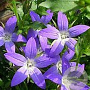 Campanula posch. 'Trollkind' GM P9