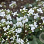 Cardamine trifolia GM P9