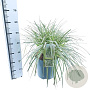 Carex Feather Falls 30-40 cm 12L