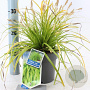 Carex oshim. 'Everillo' 20-25 cm 2,0L