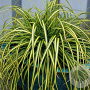 Carex oshim. 'Eversheen' GM P9