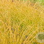 Carex testacea GM P9