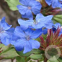 Ceratostigma griffithii GM P9