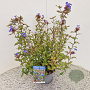 Ceratostigma willm. Forest Blue 35-40 cm 2,5L