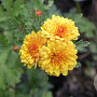 Chrysanthemum (I) 'Bienchen' GM P9