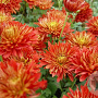 Chrysanthemum (I) 'Brennpunkt' GM P9