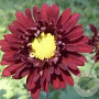 Chrysanthemum (I) 'Ceddie Mason' GM P9