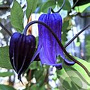 Clematis (I) 'Blue Ribbons' GM P9