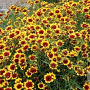 Coreopsis 'Bengal Tiger' GM P9