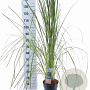 Cortaderia s. 'Pink Feather' 50-60 cm 6,5L